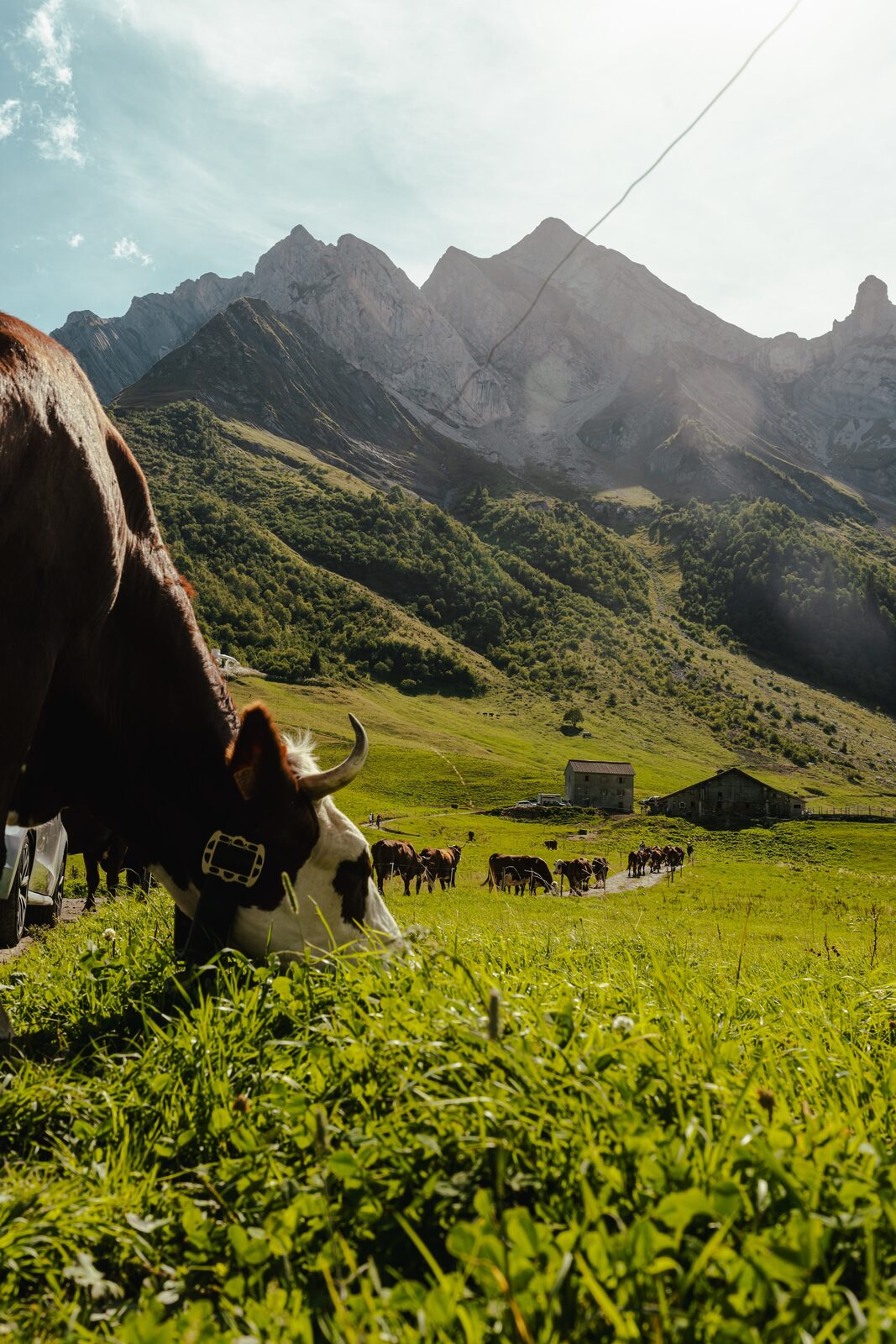 Cattle grazing beside the Rallye route in the Alps
